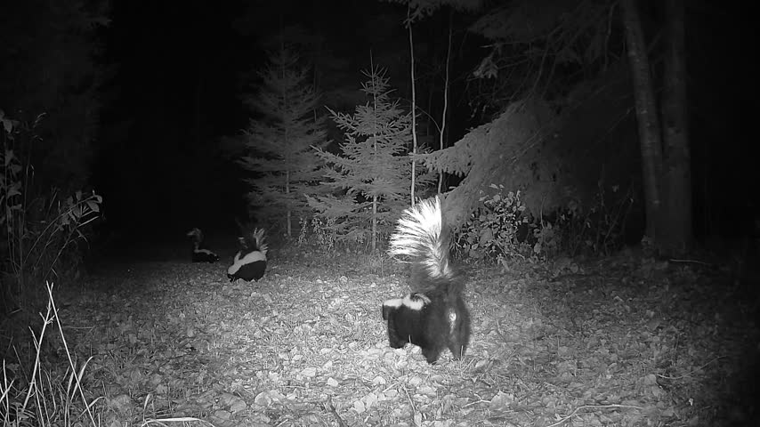 Three striped skunks explore a forest trail while searching for food, captured in black and white by a motion-activated infrared wildlife camera at night.