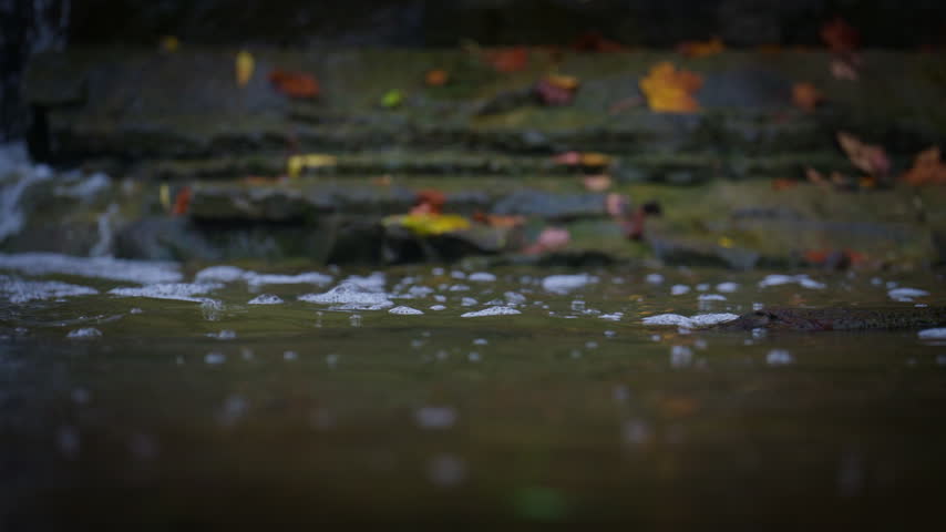 Foam bubbles float across the surface of a forest creek pool at Rockway Falls, Ontario. The low ground perspective highlights gentle currents and soft water reflections.