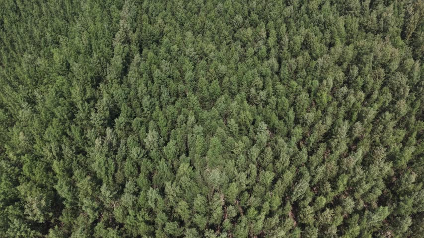 An aerial top-down view of a dense, lush green forest with a thick canopy of coniferous trees, showcasing the natural texture of a woodland landscape.