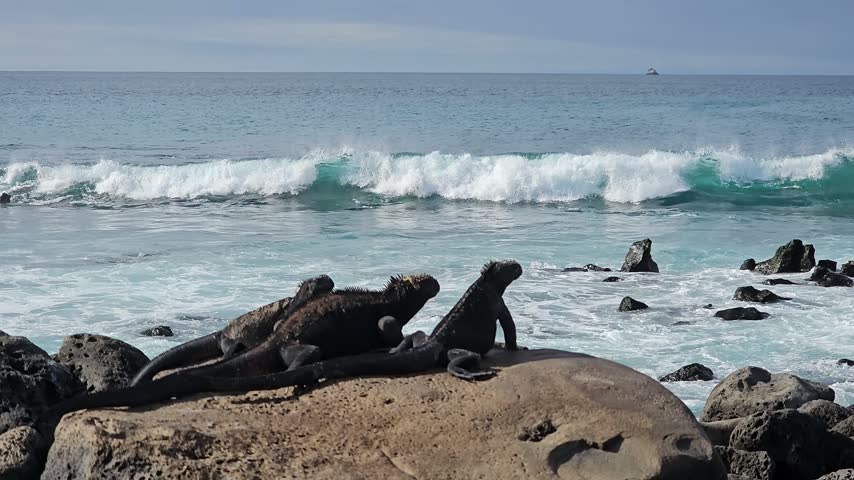 Marine iguanas resting on coastal rocks with breaking ocean surf