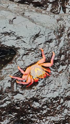 Red and orange crab holding onto black rock as a wave washes over it
