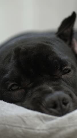 Close-up of a relaxed black American Bully dog resting its head on soft white fabric indoors