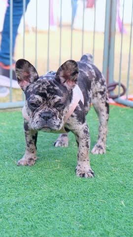 Merle French Bulldog wearing pink harness standing on grass at outdoor event, Full body portrait of exotic brindle merle Frenchie puppy looking forward, Grumpy merle French bulldog puppy standing on grass facing camera