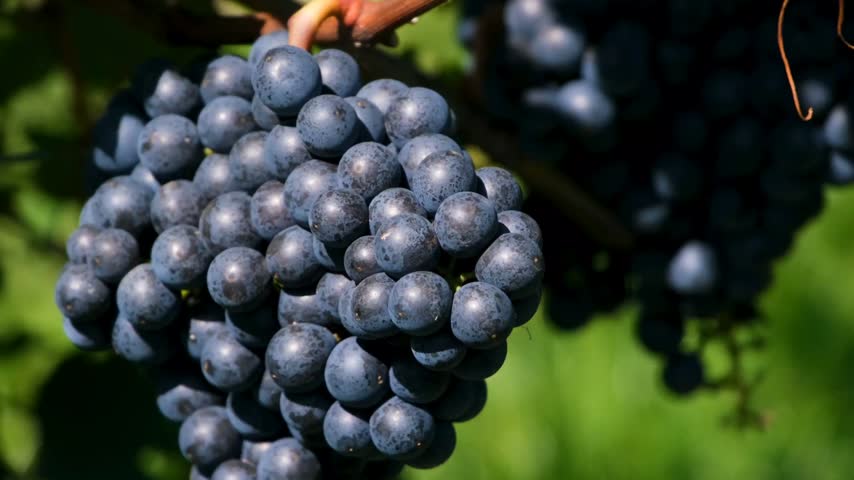 Fresh Purple Grapes Growing on the Vine