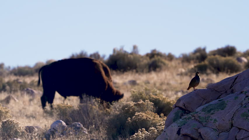 Chukar sitting on a boulder as a bison grazes nearby on Antelope Island.
