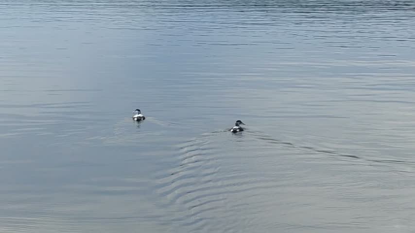 Two black and white wild ducks swim across a calm water surface, creating V-shaped wakes and gentle ripples behind them.