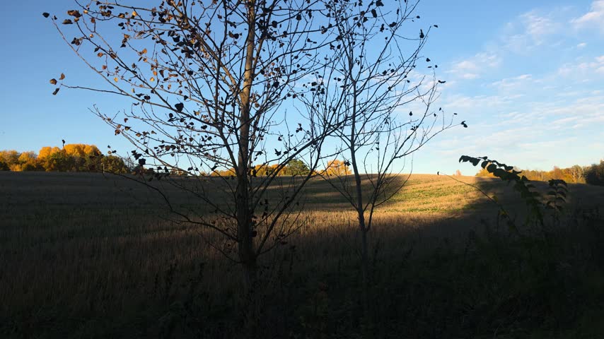 Bare Tree Standing In Field Against Clear Blue Sky