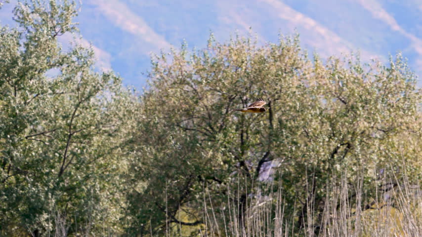 Northern Harrier flying over the marsh around Utah Lake in slow motion.