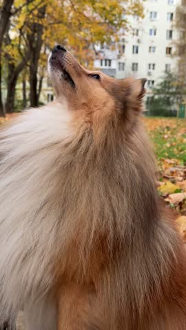 A close-up portrait of a fluffy Shetland Sheepdog dog looking up outdoors in an autumn park, pet care, animal welfare, canine behavior.