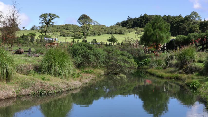 Tranquil pond surrounded by lush green grass, trees and natural vegetation, reflecting the blue sky and greenery. Peaceful rural landscape on a sunny day.