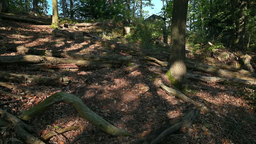 A slow view moves past thick tree trunks, mossy roots and scattered deadwood beneath a leafy canopy in dappled afternoon light across uneven ground nearby