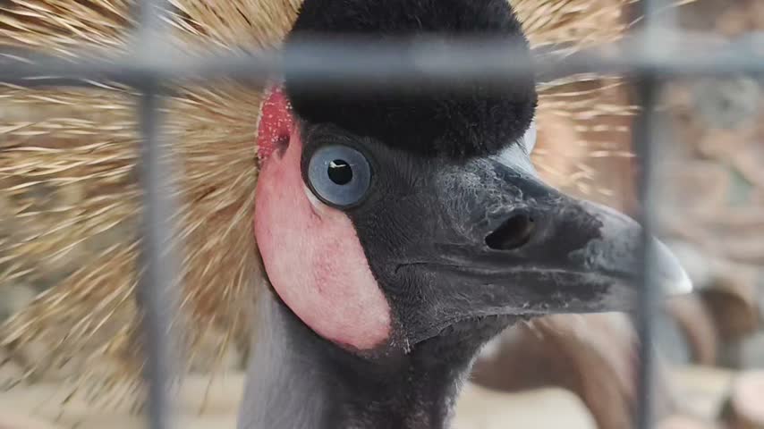 Grey crowned crane looking through a metal cage fence in a zoo