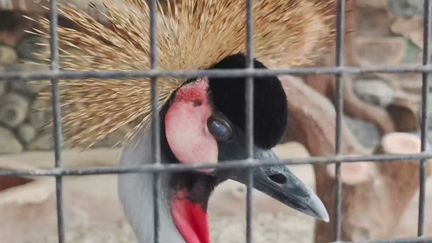 Gray crowned crane looks around behind wire fence at the zoo