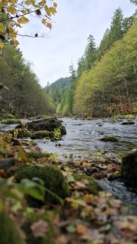 The video shows shallow, flowing Marion Creek, in Willamette National forest in the  Pacific Northwest during autumn. Featuring moss-covered rocks along the shoreline and fallen maples leaves scattered on the damp ground.

Leaves blowing. The creek murmuring.