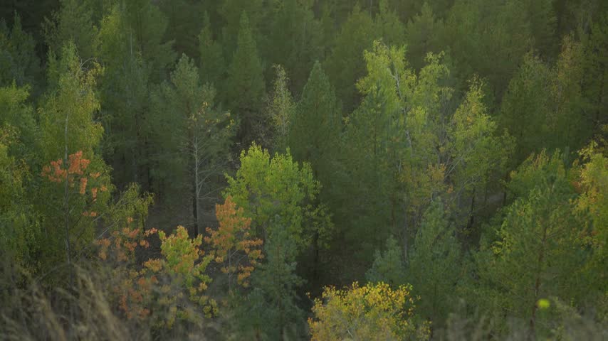 Sunset Over the Forest in Early Autumn. Panoramic View of the Woodland Landscape at Dusk