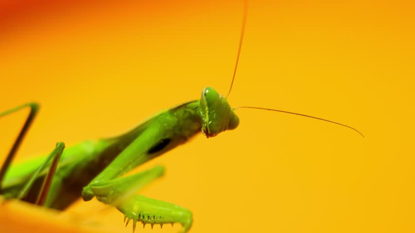 Macro close up portrait of a green praying mantis looking directly at the camera on a yellow background, exotic insect wildlife. High quality 4k footage