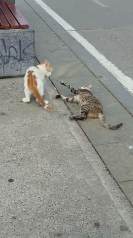 Two Stray Cats Playing and Wrestling on the City Sidewalk Street