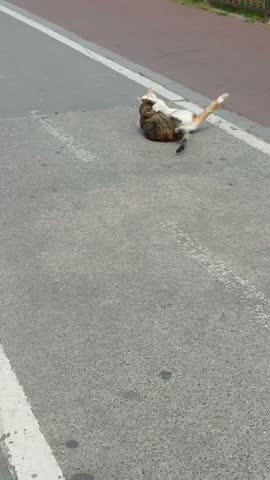 Two Stray Cats Playing and Wrestling on the City Sidewalk Street