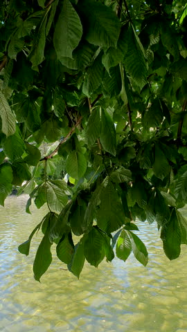 Green Park Pond With Clear Water, Willow Trees and Small Island Reflections on a Sunny Summer Day