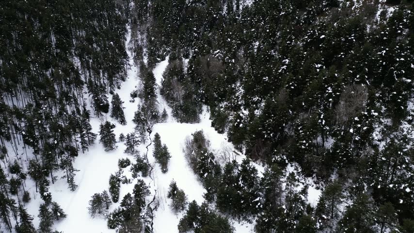 Aerial view of snow covered pine forest in winter