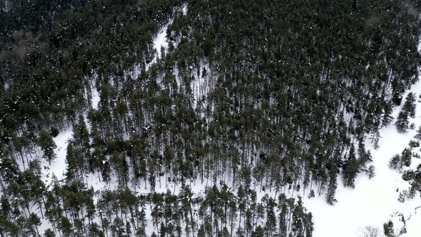 Aerial view of snow covered pine forest in winter