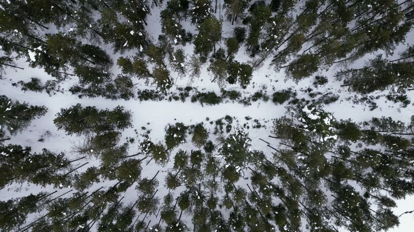 Overhead aerial view ascending over a snow-covered pine forest