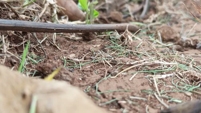 This is a video of a group of ants walking on the ground, with some slightly dry grass and fallen twigs scattered among them.