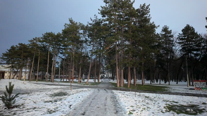 Icy Path Through Snow Covered Pine Park. A quiet winter walkway runs between tall evergreens as the camera moves forward