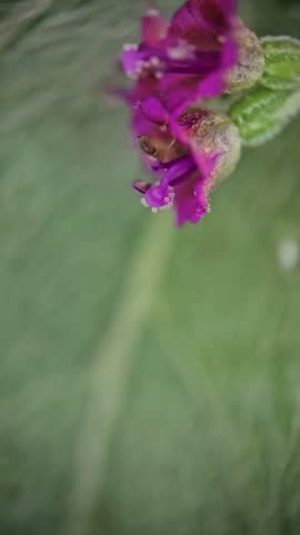 Macro closeup of vibrant purple wildflowers blooming outdoors naturally