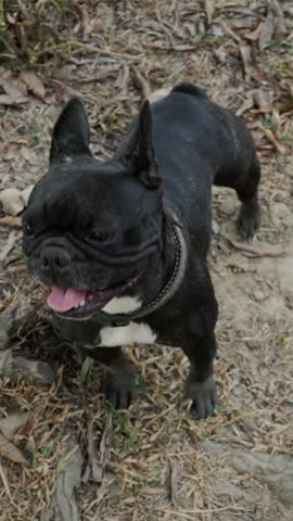 Dark French bulldog with upright ears and a collar stands on dry grass and dirt, looking up at the camera with tongue out and mouth open. High angle vertical shot outdoors