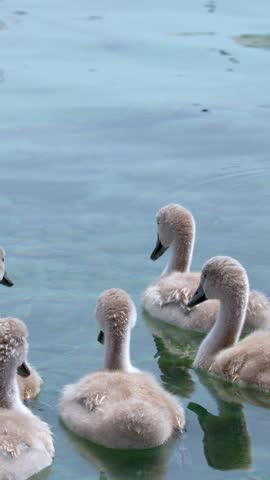 A group of fluffy young mute swan cygnets swims together across calm lake water.