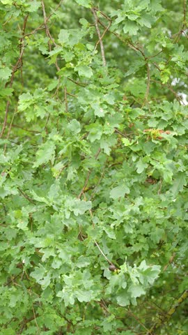Dense green foliage of an oak tree gently sways in natural daylight outdoors.