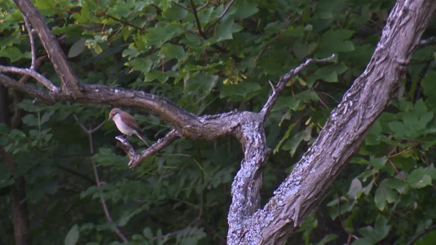 A red-backed shrike perched on a gnarled tree branch in summer, displaying its distinctive plumage in high-definition HD quality.