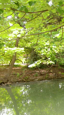 Lush green trees and branches overhang a tranquil flowing river in a sunny park.