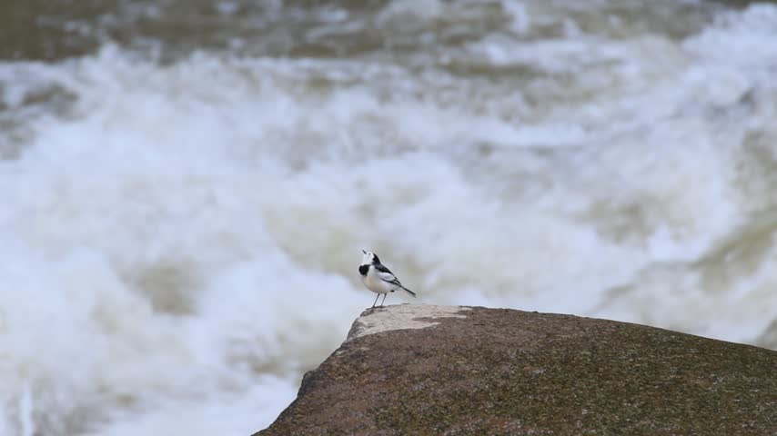 A wagtail bird on granite rock beside waterfall and turbulent river, wildlife nature scene with mossy stone, coastal rock, flowing stream, whitewater movement and rugged outdoor landscape