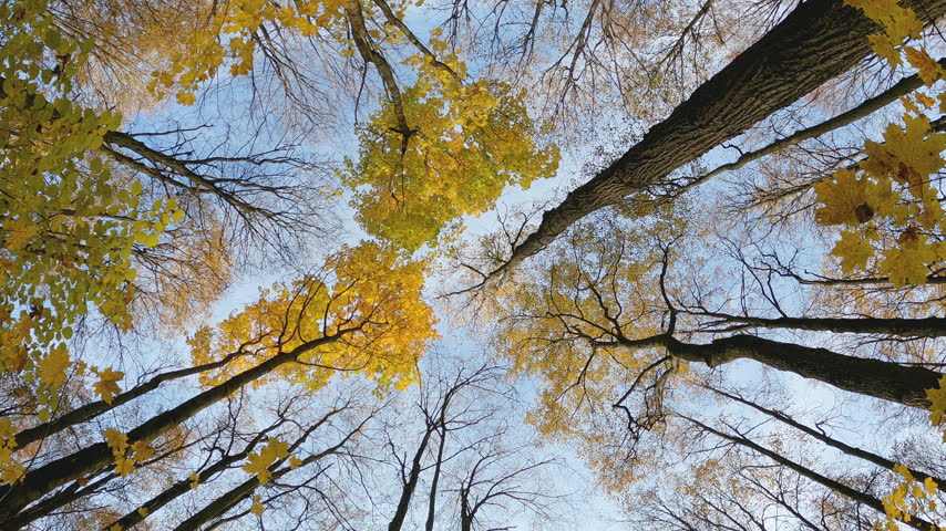 Autumn trees with yellow crowns surround pale blue sky as a thick textured trunk crosses the right side and slender bare branches weave between the remaining leaves in an upward woodland view