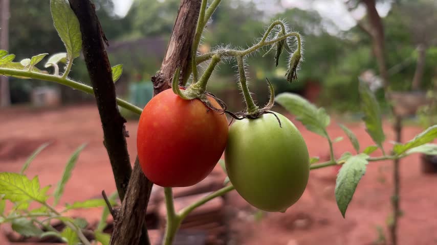Two tomatoes on the vine. Close up, handheld