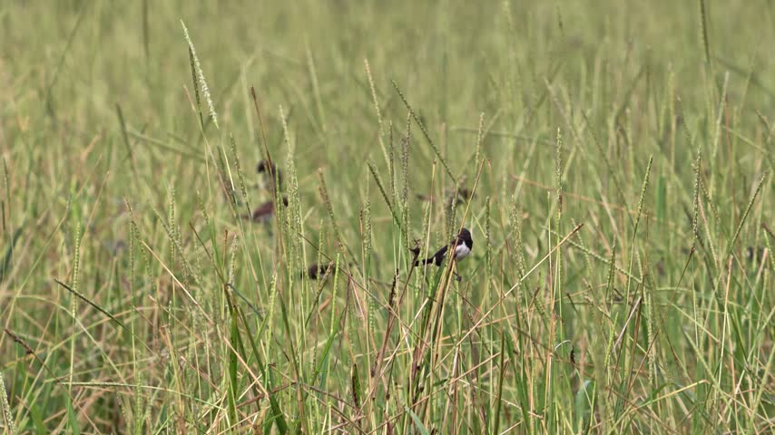 White Rumped Munia on paddy fields. 