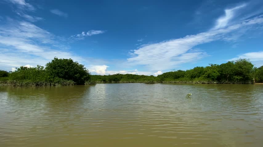 Mangrove forest lines a wide brown river under a bright blue sky with clouds