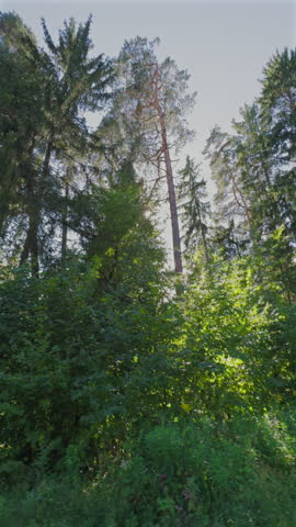 Sun and trees in forest