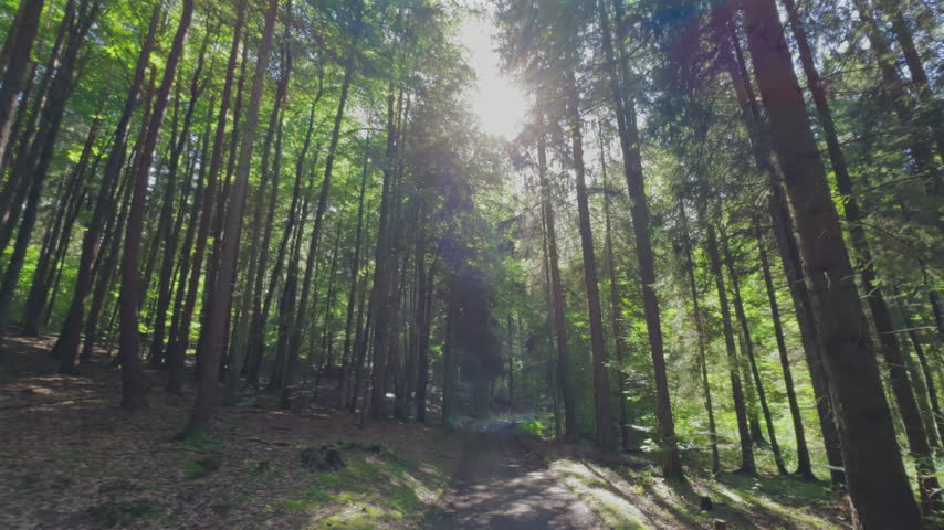 Road in forest sunny day