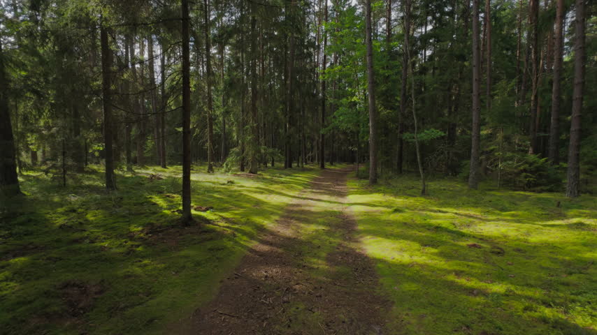 Road in forest sunny day