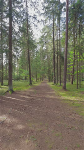 Road in forest sunny day