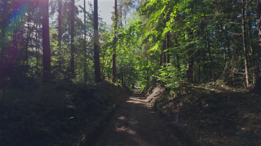Road in forest sunny day