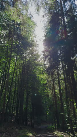 Road in forest sunny day