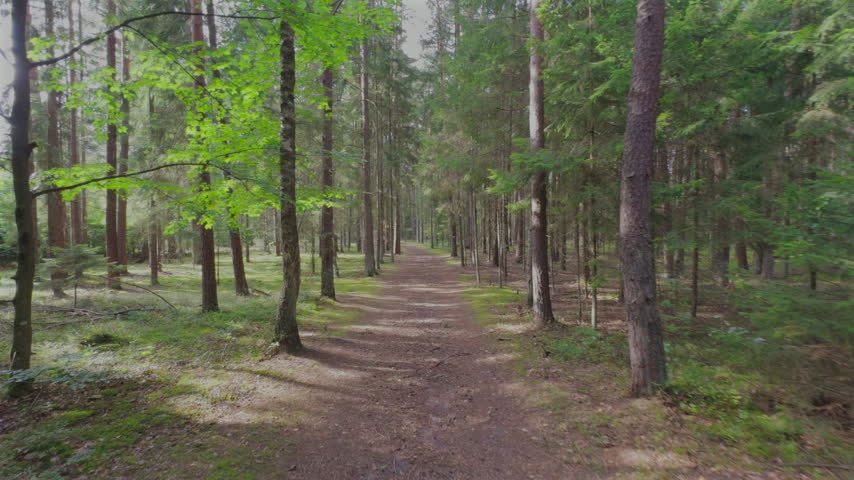 Sun and trees in forest