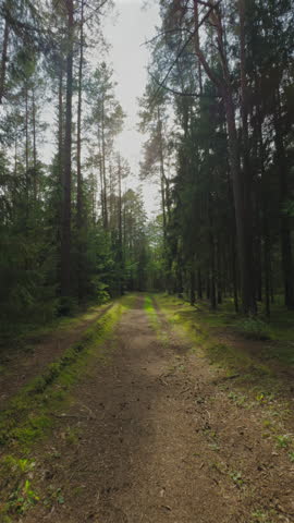 Road in forest sunny day