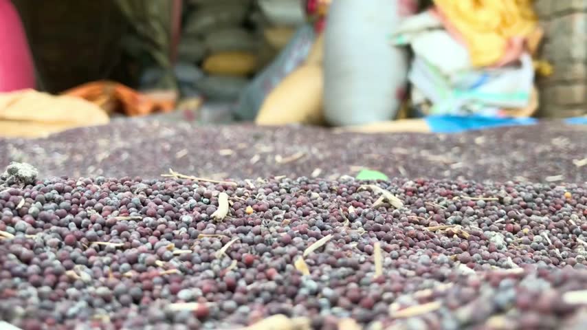Footage of black mustard seeds collected in a large pile after harvesting. The video focuses on the quantity and texture of the harvested seeds, representing oilseed production, agricultural handling, and crop storage preparation.