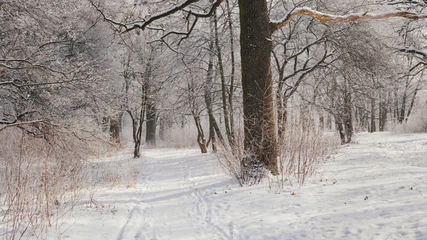 Idyllic winter scene showing snowy forest trail under bright sunlight with soft snowfall and frost covered branches.