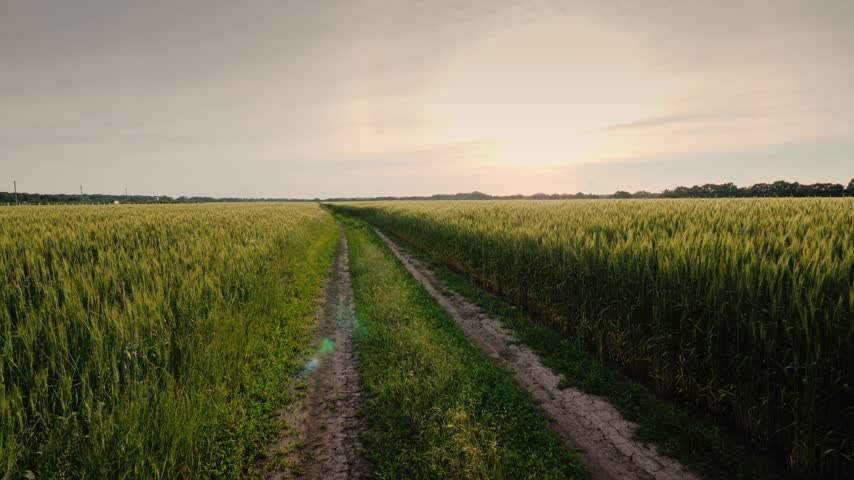 Dirt trail leading through agricultural field of green wheat crops at sunset cinematic outdoor footage rural countryside landscape.